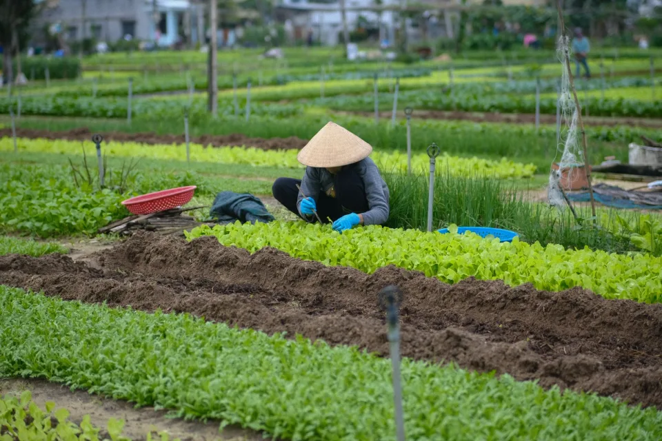 Xếp hàng lên xe giao